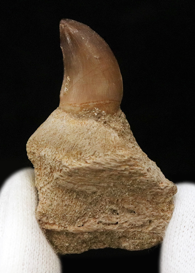 白亜紀後期の海の王者、モササウルス（Mosasaurus）の歯根付きの歯化石