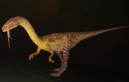 コエロフィシスの歯 恐竜 販売