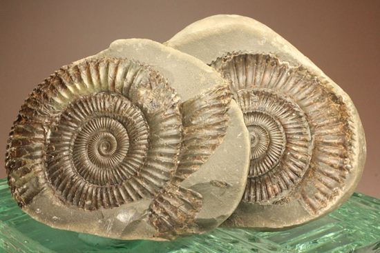 ノジュールだからネガもポジも楽しめる、おとくなダクティリオセラス