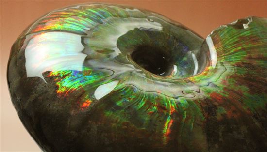 遊色のモンスター現る！！マダガスカル産巨大光るアンモナイト