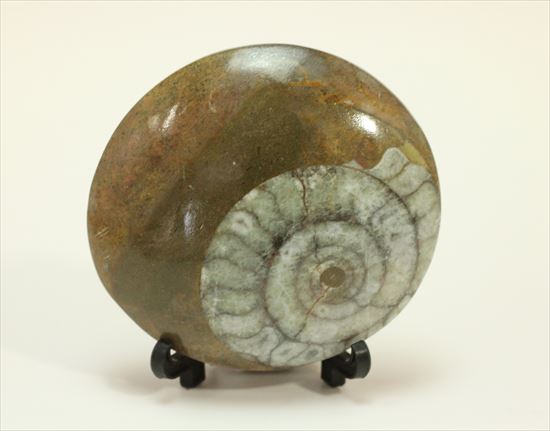 模様がきれい！古いタイプのアンモナイト、ゴニアタイトアンモナイト