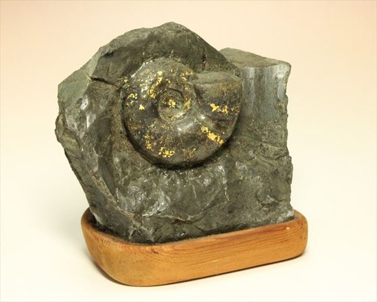 手頃なサイズ！パイライト化した北海道産アンモナイト アンモナイト 販売