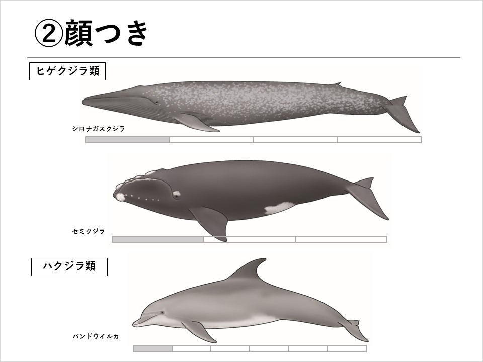 クジラを学ぼう！】第2回 クジラの種類について | くじらタウン