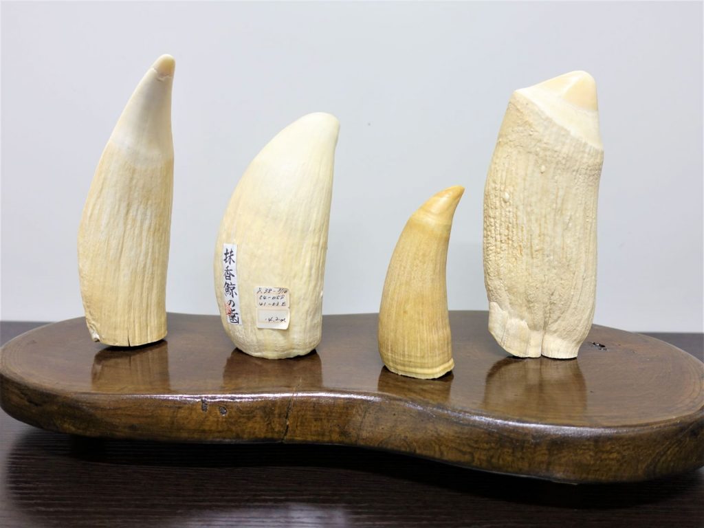 くじらの歯 クジラ 鯨 Vol.2 クジラの歯を原料とする工芸品