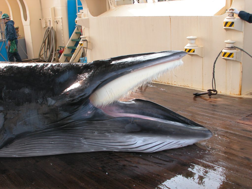 ミンククジラ《Common minke whale》 | くじらタウン