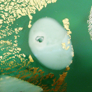 藤田喬平作品|工芸の買取・相続査定・鑑定相談なら花田美術