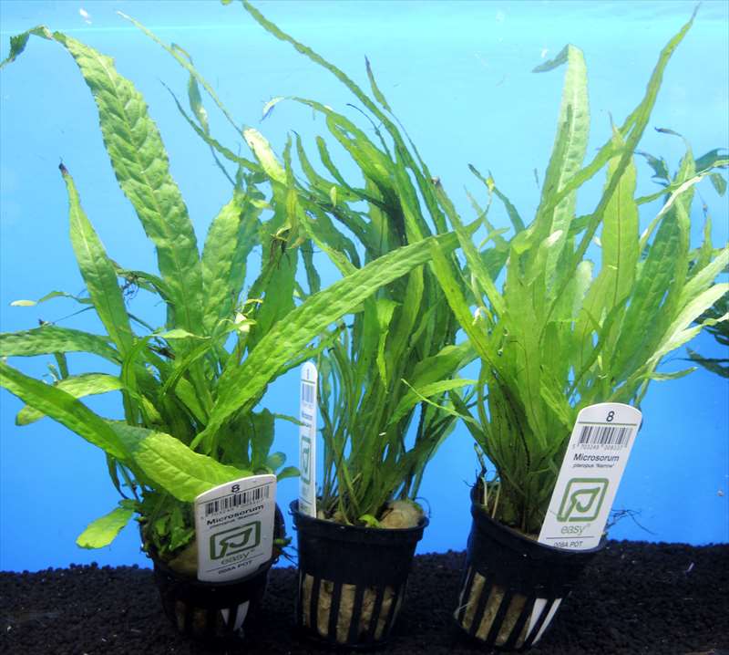 ミクロソリウム ナローリーフの通信販売。(熱帯魚・水草 アクアマリン熊本)