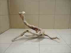 ADA ブランチウッドの販売(アクアマリン熊本)