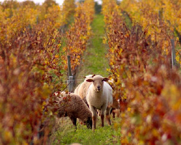 レ フィエフ ド ラグランジュ 格付け第3級セカンドの通信販売