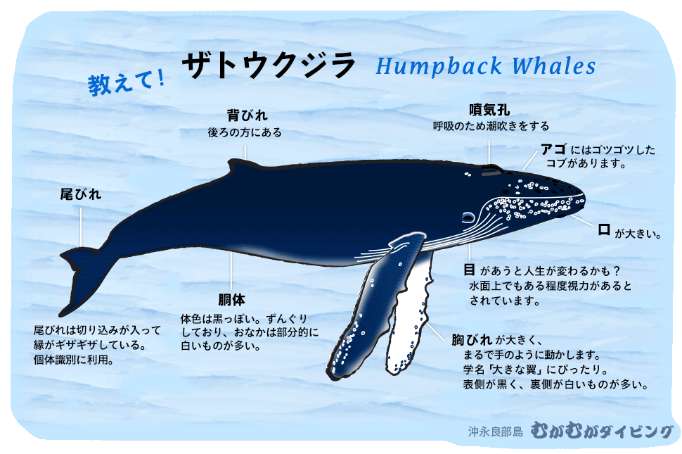 ザトウクジラ基礎知識 クジラスイム/ 沖永良部島むがむがダイビング