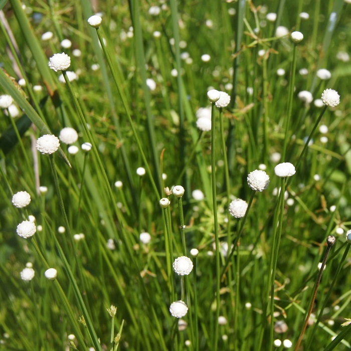 Eriocaulon.sp.parkeri ホシクサsp parkeri 水上株 Eriocaulon.sp