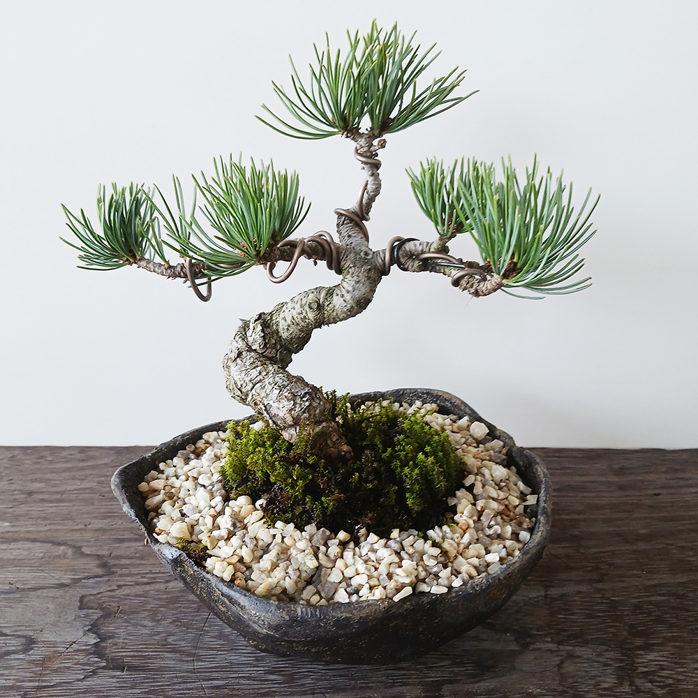 盆栽鉢 丸鉢 桑津香石 植木鉢 山野草 絵鉢 盆栽鉢 桑津香石 山野草