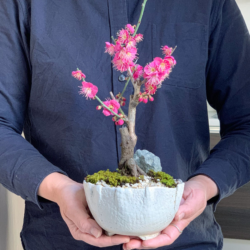 ミニ盆栽鉢 桑津香石 絵鉢 楕円形 山野草 盆栽鉢 小品盆栽 桑津香石 絵
