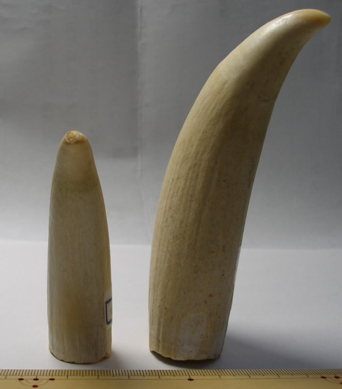 極上】マッコウクジラの歯