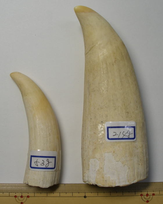 鯨歯 マッコウクジラの歯 3．マッコウクジラ 歯 くじら 鯨 牙 抹香鯨