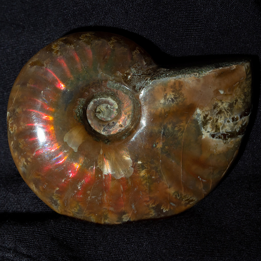 小物1 アンモナイトの化石 小物1 アンモナイト化石 赤褐色 小物1