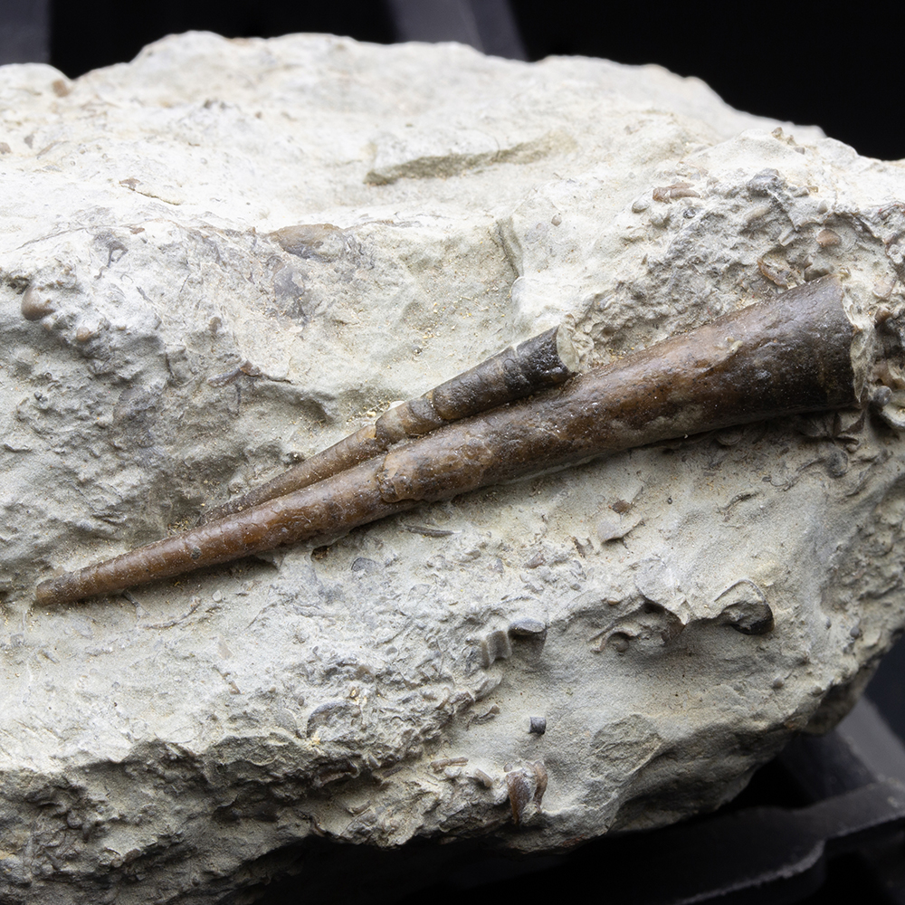 オルソセラス類006｜恐竜・化石グッズの専門店 ふぉっしる