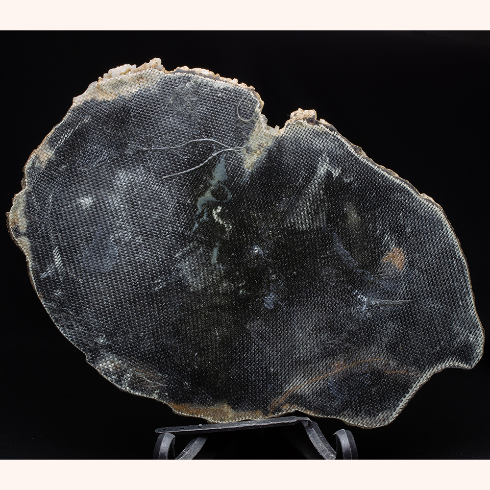 ヤシ001｜恐竜・化石グッズの専門店 ふぉっしる