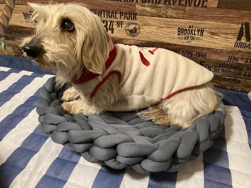 激レア☆ エルメス ペット用 携帯ベッド