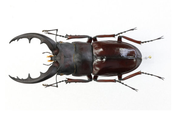 超特大 野外採集品 アマミノコギリ 78.2㎜ 超特大 野外採集品 アマミ