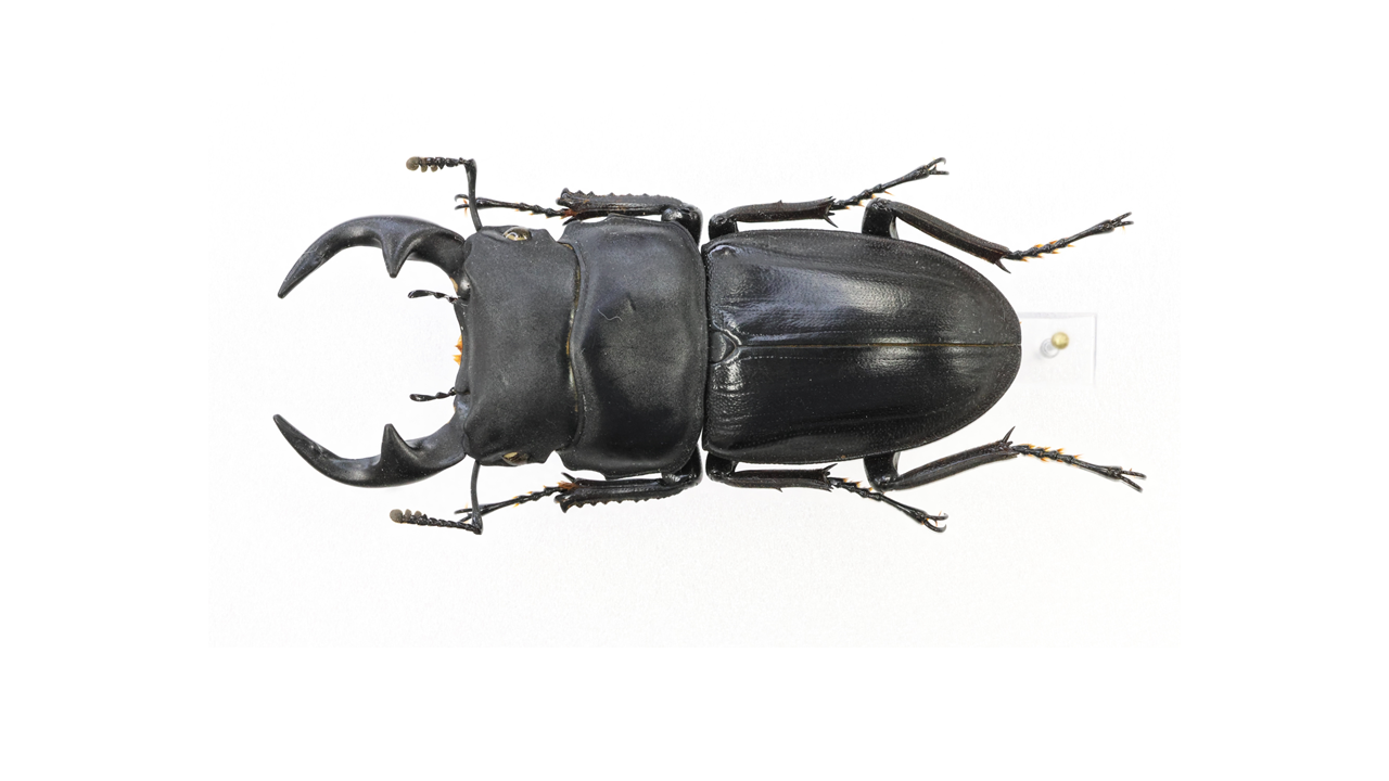 50.0 ㎜ ］やっと出会えたオオクワガタ | Project WILD MUSEUM