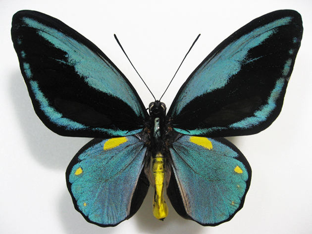 オビトリバネアゲハ Ornithoptera aesacus ～ 蝶の標本 麗蝶 ～