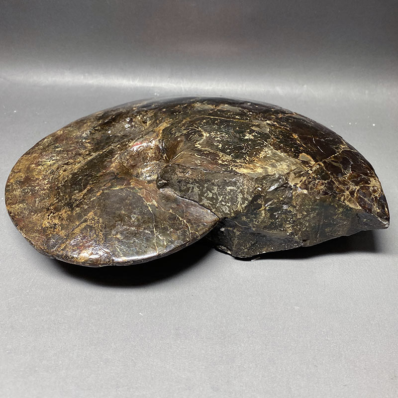 アンモライト アンモナイト化石 カナダアルバータ州 iw240711a01k