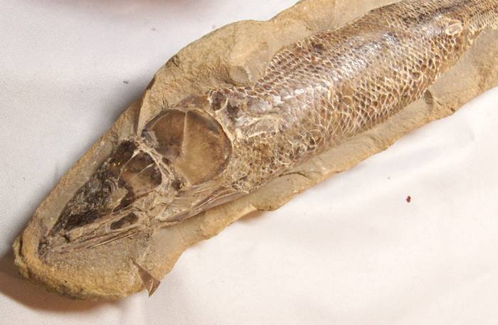 古代魚化石！ブラジル産 0724 ブラジル原産の魚化石です。白亜紀の