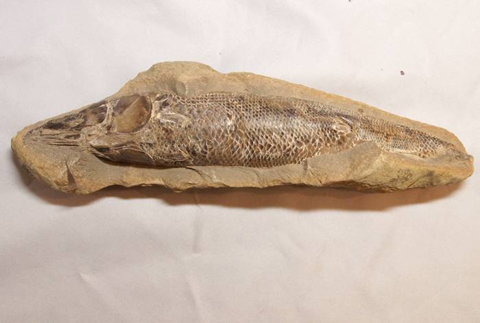 Rhacolepis ラコレピス 白亜紀前期 古代魚 化石 ブラジル - 横浜中華街