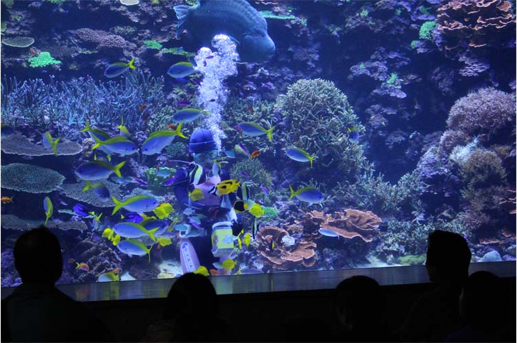 本当はスゴイ！サンゴ大水槽！！ 全国初って何！？｜大分マリーン