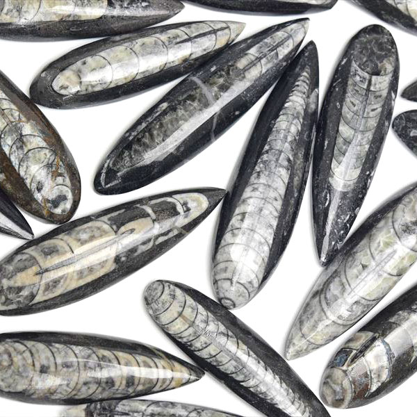 オルソセラス（チョッカクガイ）化石｜モロッコ産｜単品販売