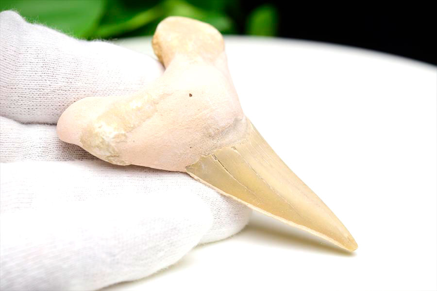 サメの歯 化石 モロッコ産｜オトドゥス オブリクス｜大きめ