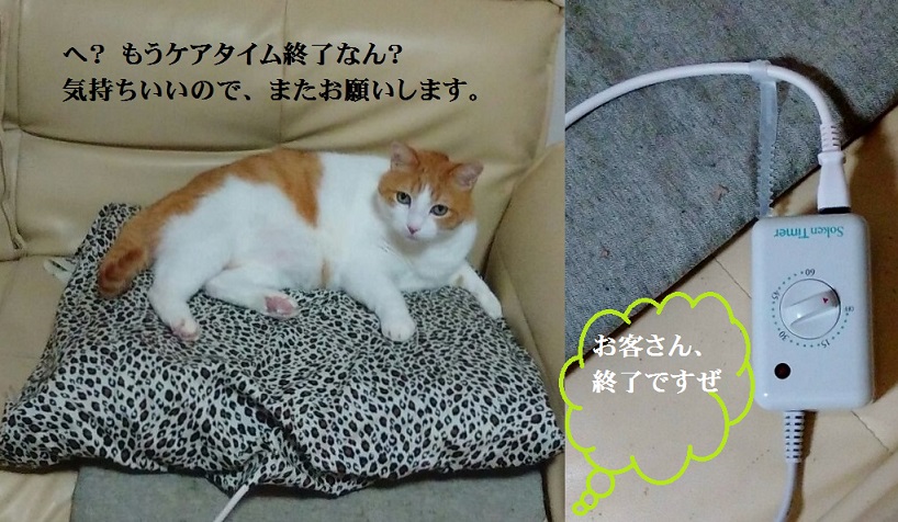 ネコちゃん・ワンちゃんに全身まるごと血行ケア