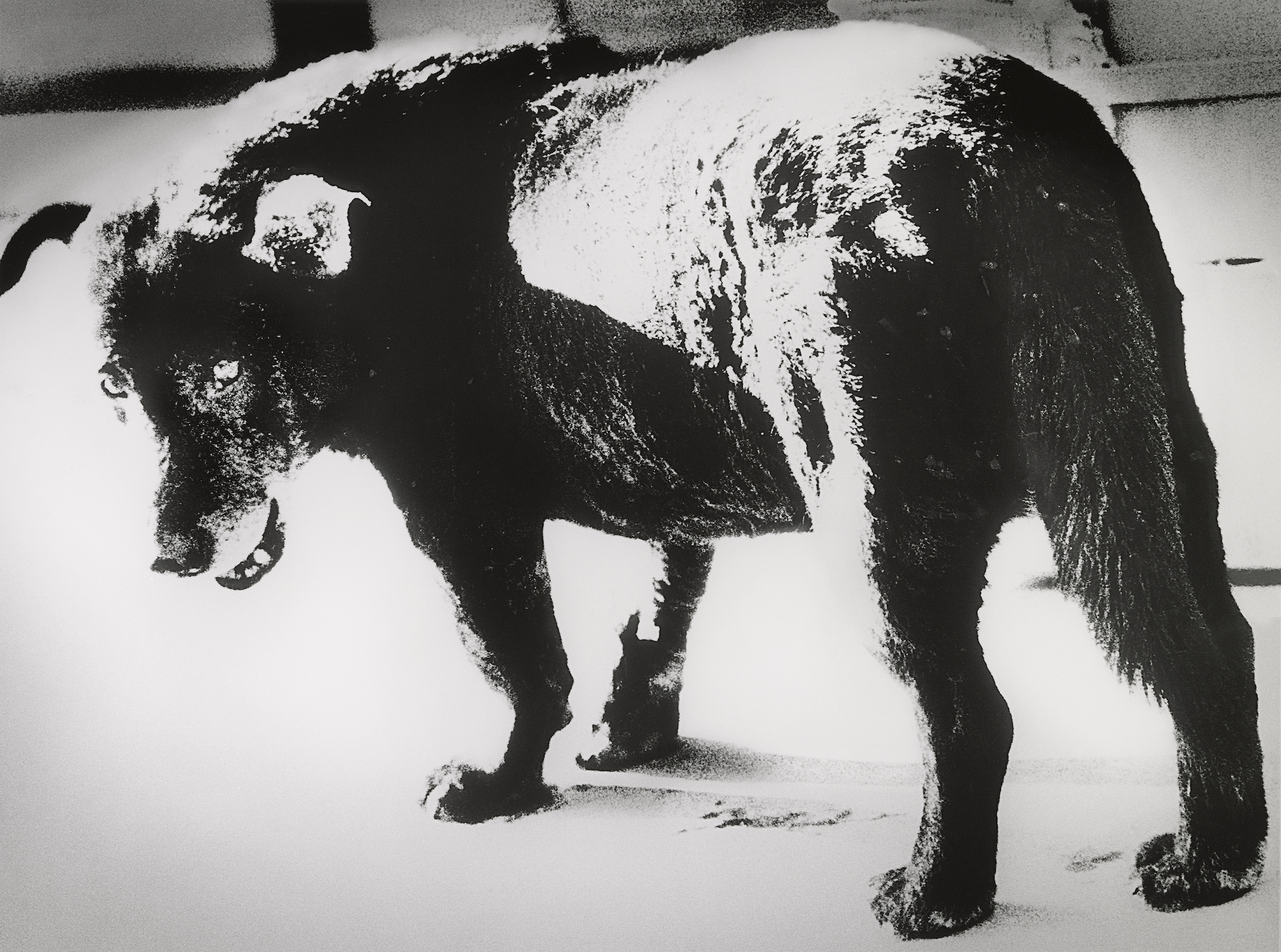 daido MORIYAMA: stray dog 写真集（海外版）【中古】 daido MORIYAMA