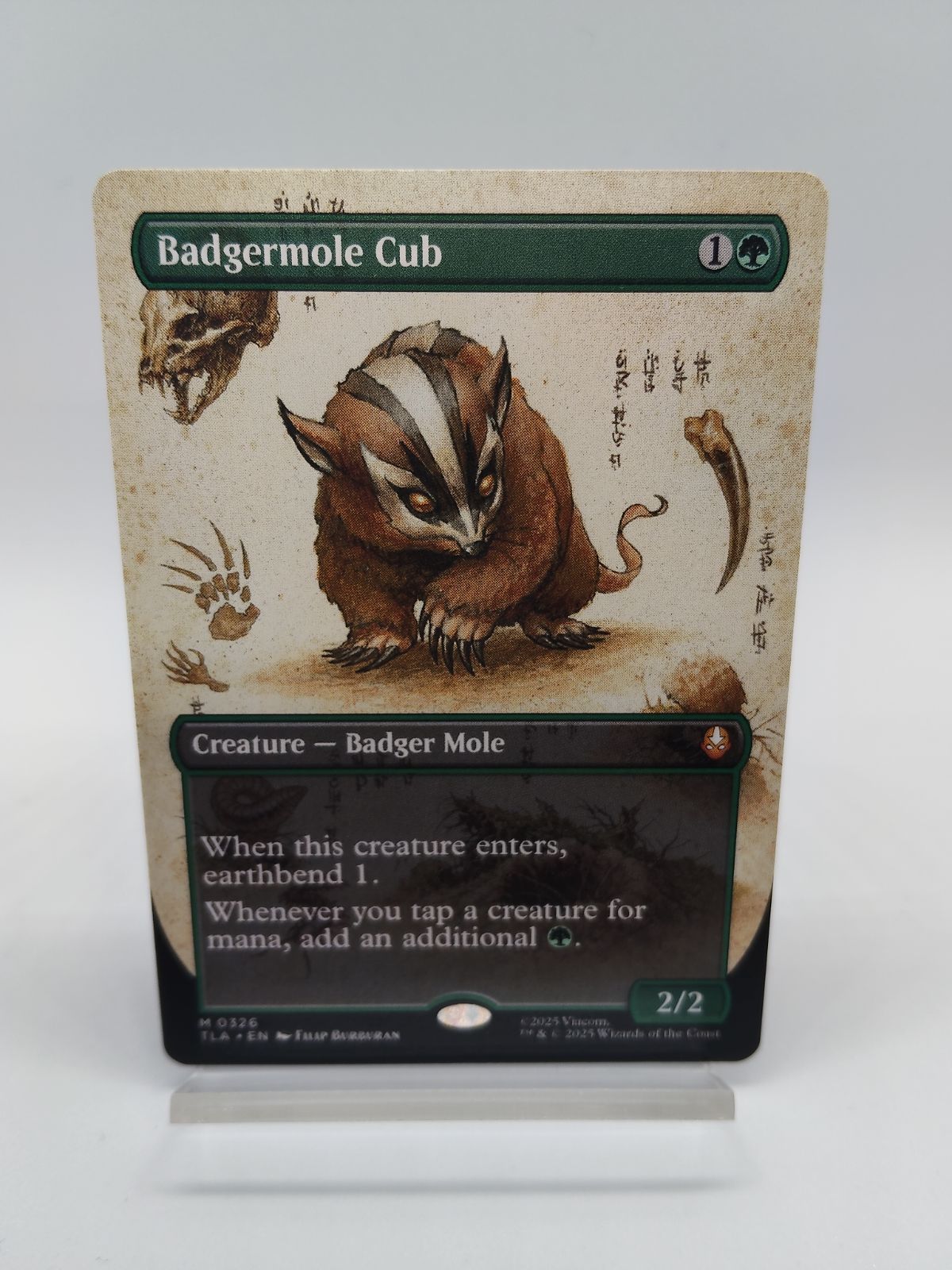 MTG アナグマモグラの仔 Badgermole Cub 英語 foil Mtg [FOIL