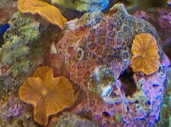 赤いデイスクコーラルは水槽ワンポイントにかなりお勧め❗ | aqua-eyes