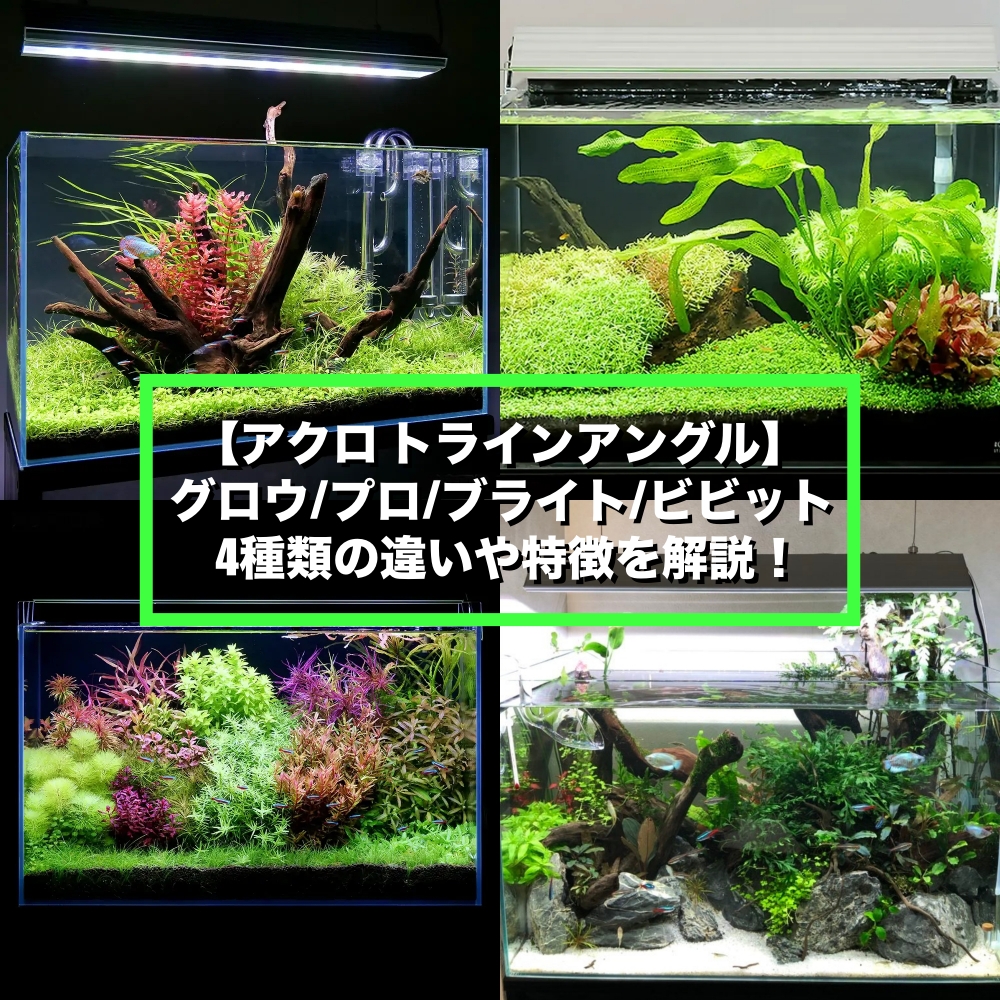 アクロトライアングルグロウセット アクロ トライアングルグロウ600 2