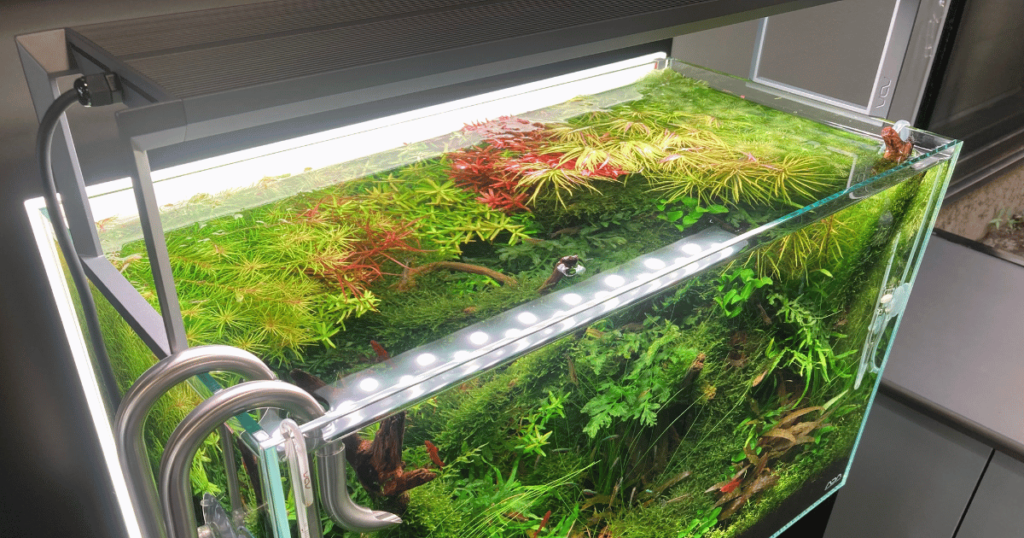 アクアスカイRGBⅡ60の評価レビューと推定ルーメン | アクアリウムTIPS