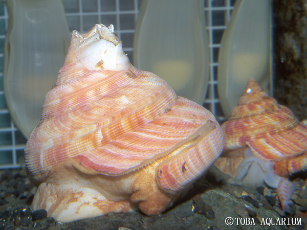 ギャラリー | 鳥羽水族館公式ホームページ