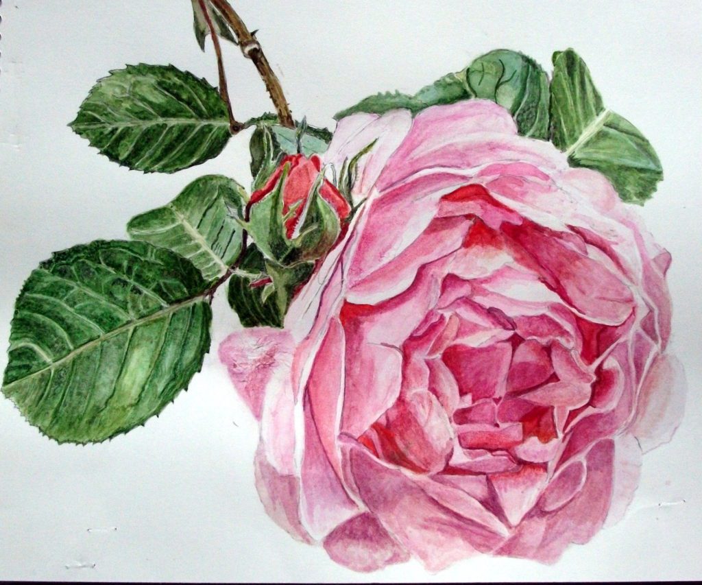 透明水彩画原画薔薇香りの薔薇ジャストジョーイ 透明水彩画原画薔薇