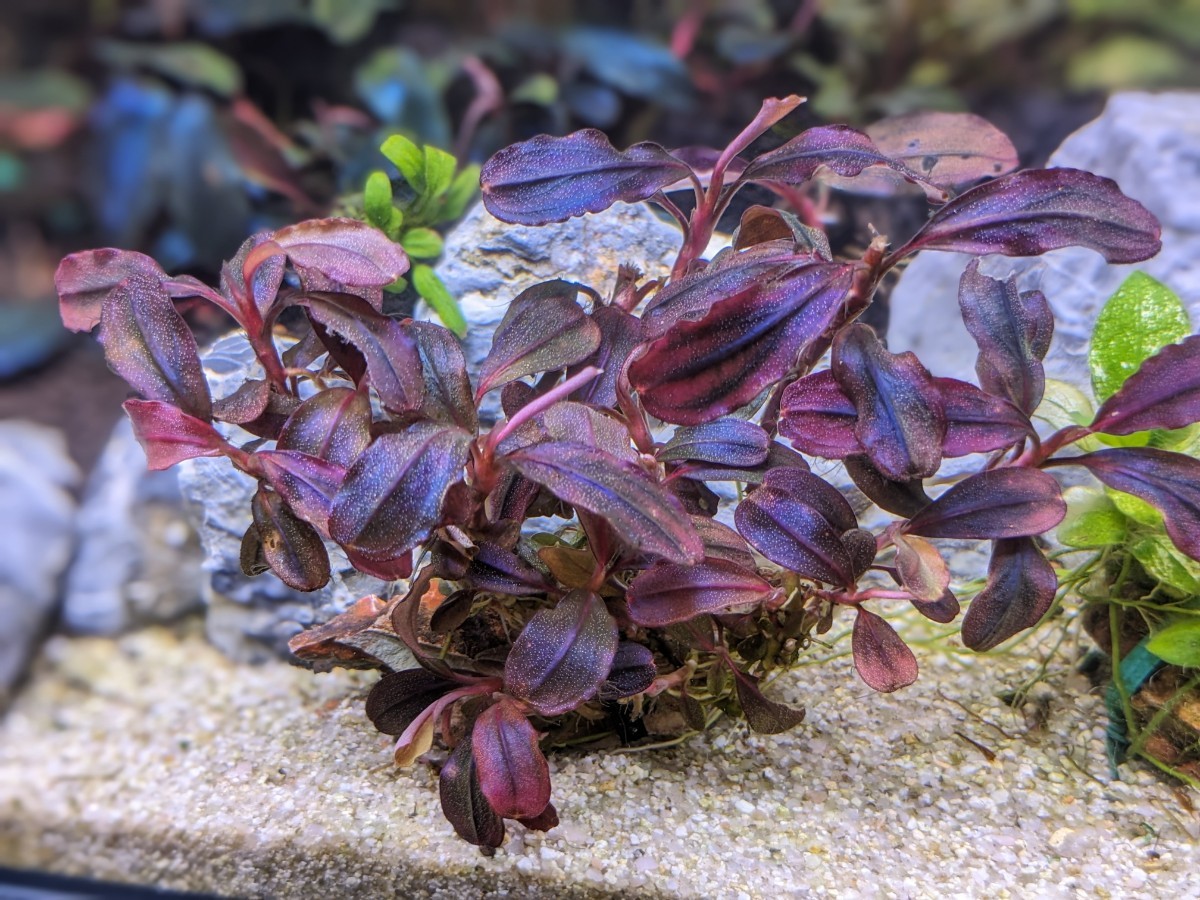 ブセファランドラsp.ネオ2015 ブセファランドラsp Brownie Neo 2015