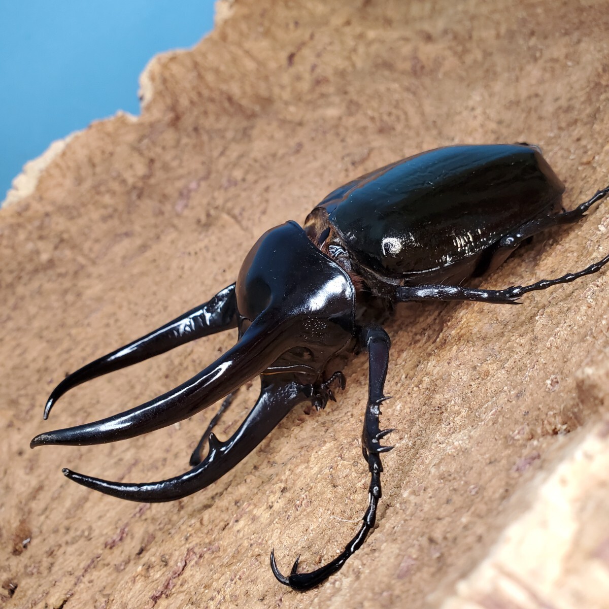 コーカサスオオカブト ベトナム産 ♂単品 タイリクコーカサス 販売