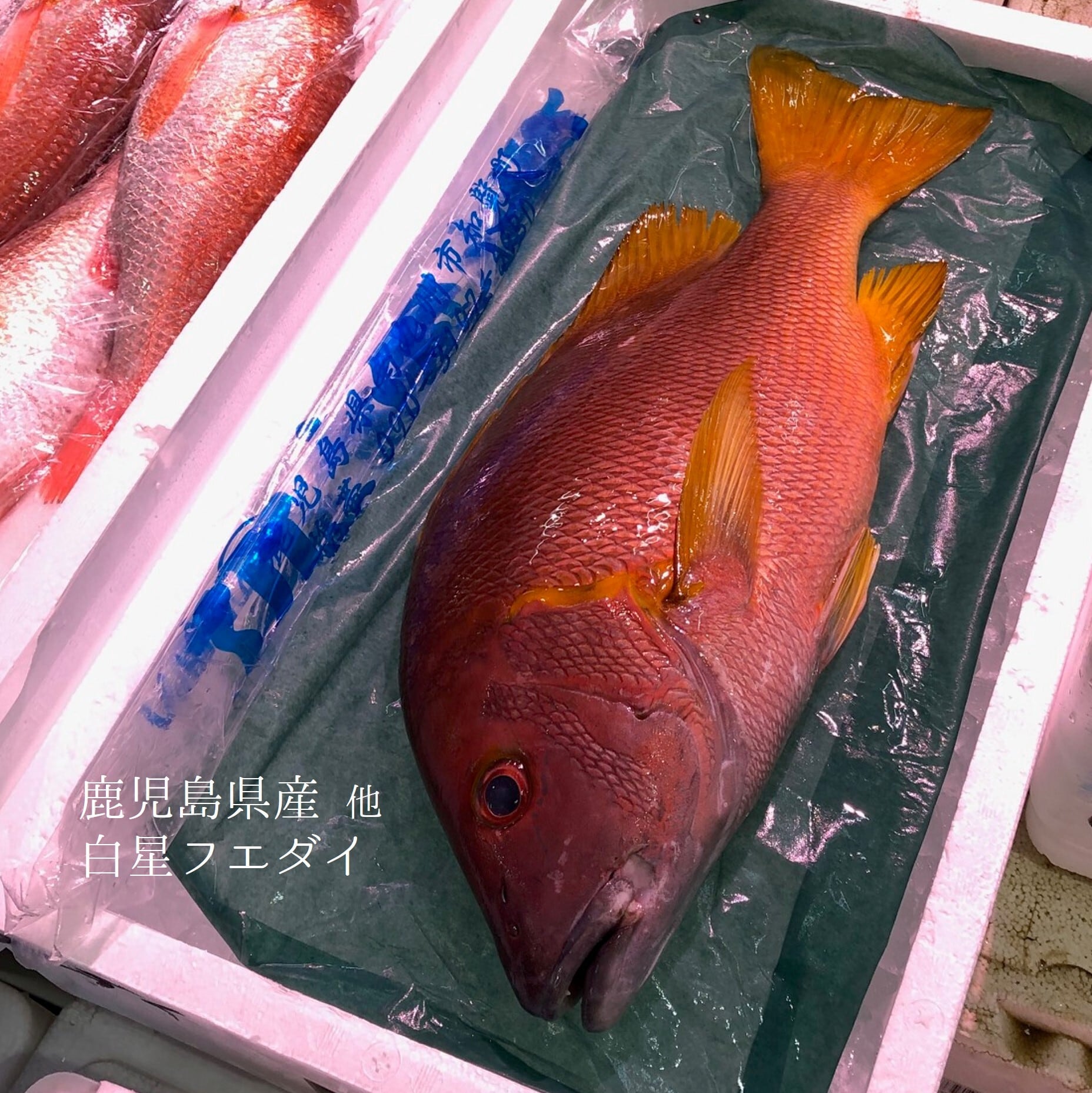 バイオジオマット：70L 大容量!!】多頭飼育飼いにオススメ！ 【公式通販】