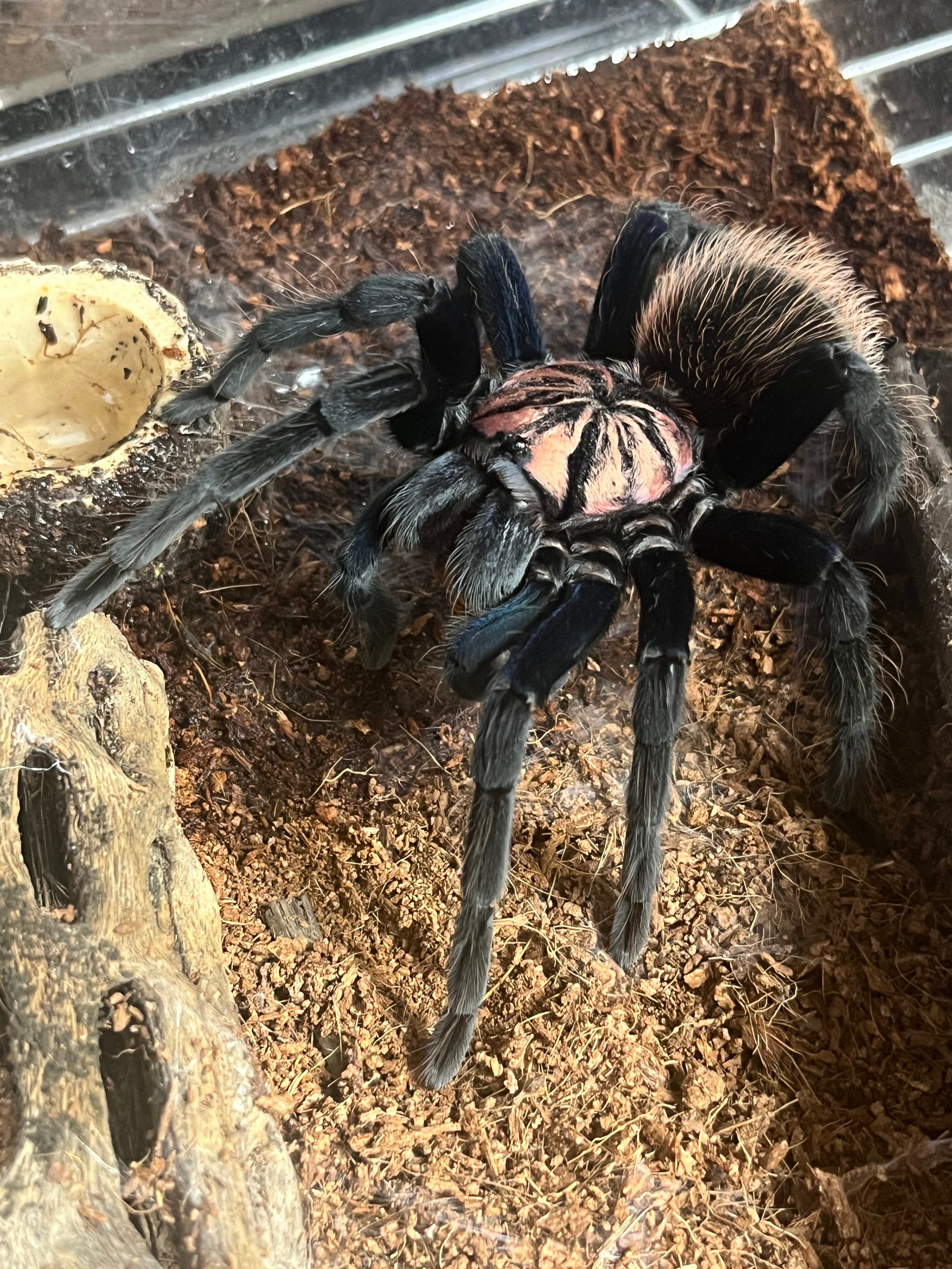 Xenesthis sp.Blueタランチュラ LS4cm程 ムカデセンチピードサソリ