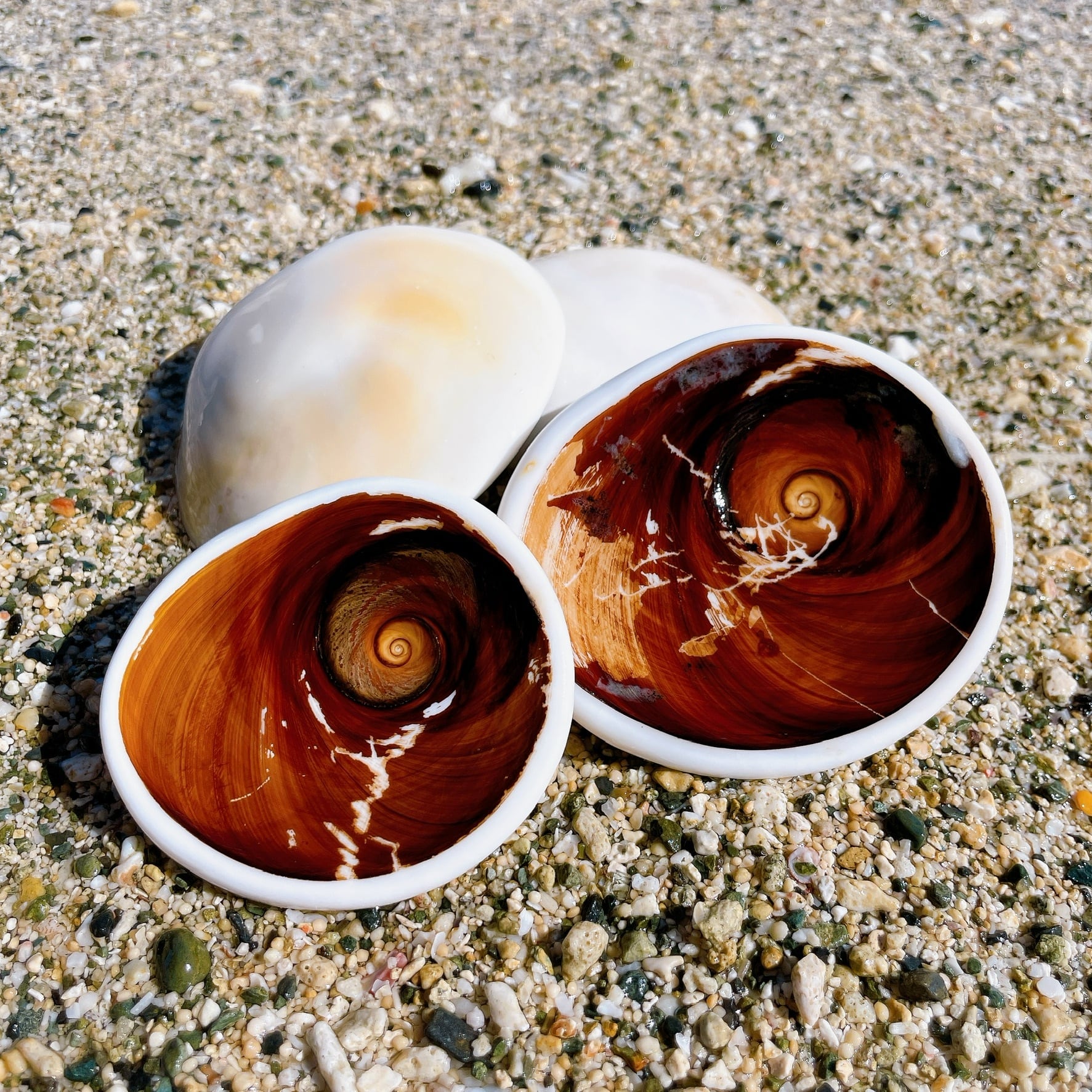 夜光貝 貝殻 蓋のみ | 【夜光貝 貝殻販売】ゲン担ぎの島-徳之島産-