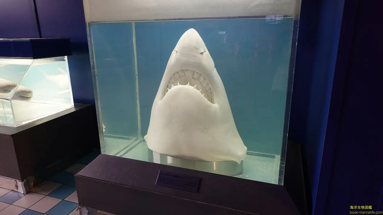 ホホジロザメ（Carcharodon carcharias）の歯 47.2mm ホホジロザメ