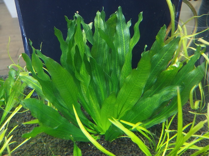 水草プロパガンダ: 2017