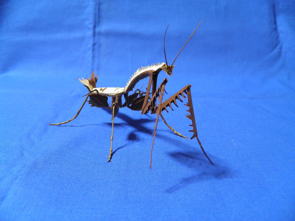 高評価レビュー オオカレエダカマキリ – GreenYa - 標本用品 標本 - 標本