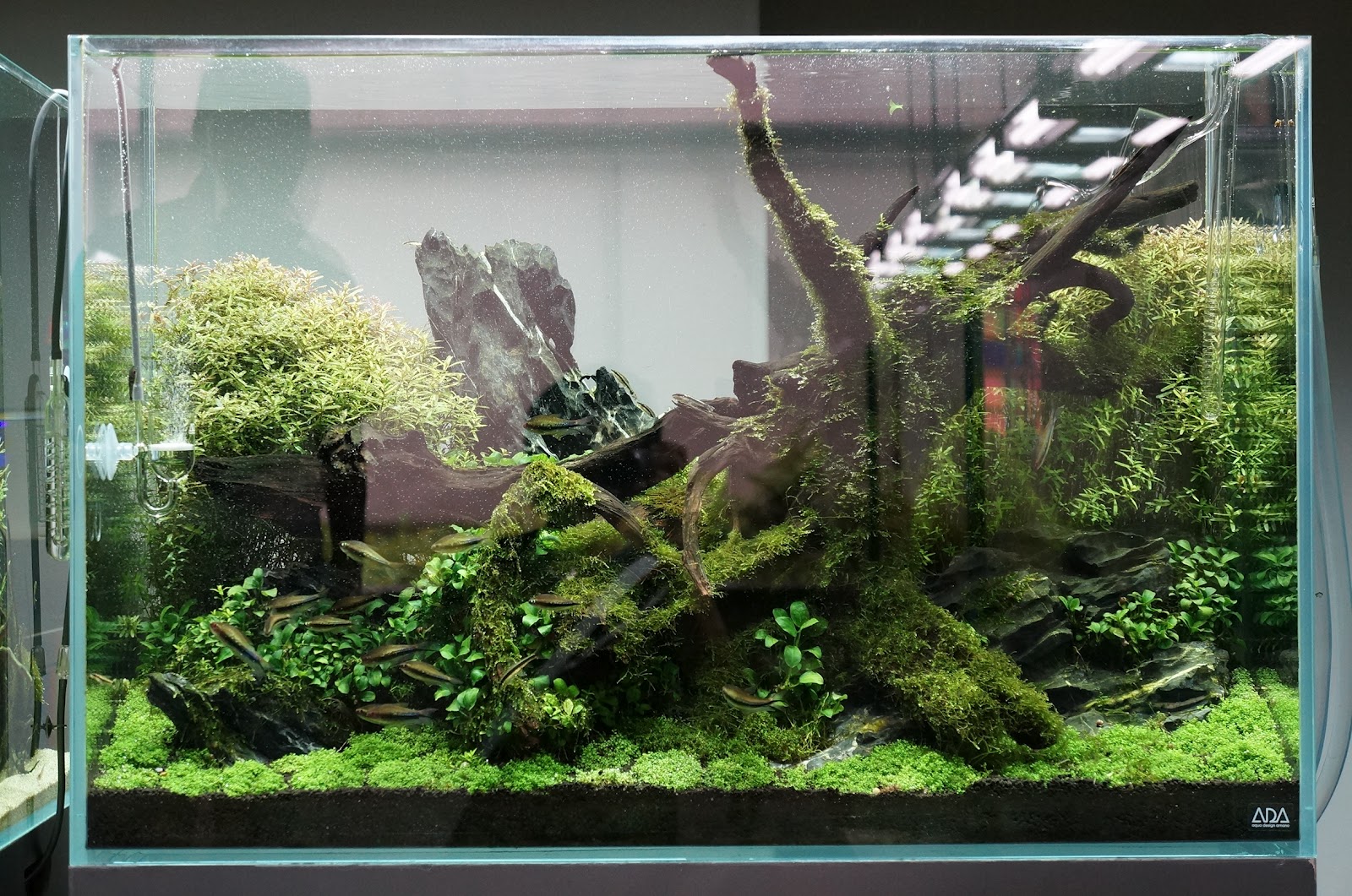 早い者勝ち】ADA流木3本、他流木2本 早い者勝ち】ADA流木3本、他流木2