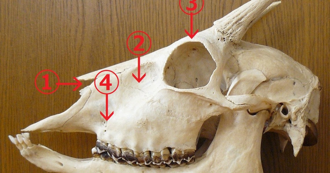 故有事: カモシカとシカの頭骨の違い：2）側面から The difference of